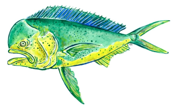My Oh Mahi