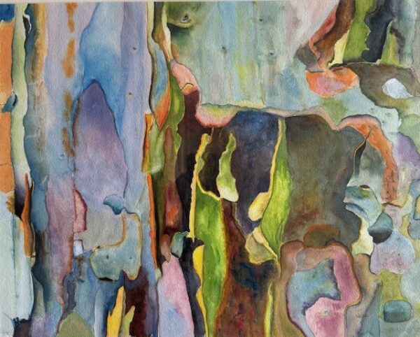 Rainbow Eucalyptus