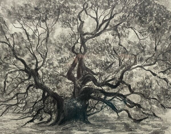 Live Oak