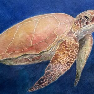 Sea Turtle