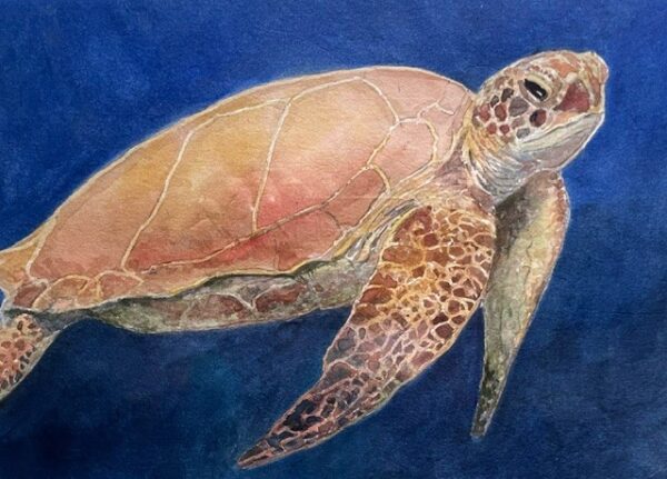 Sea Turtle