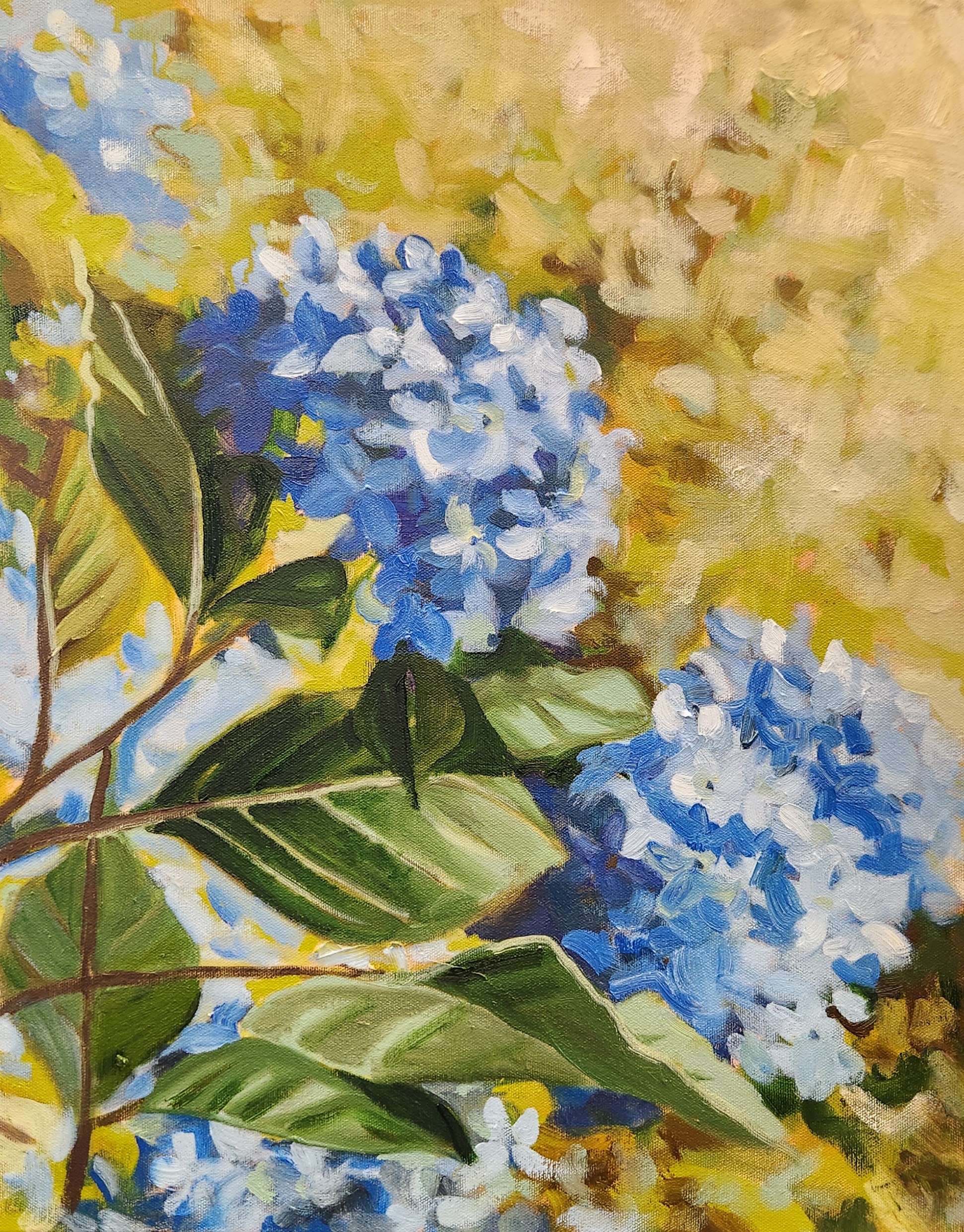 Sunlit Hydrangeas - Image 1